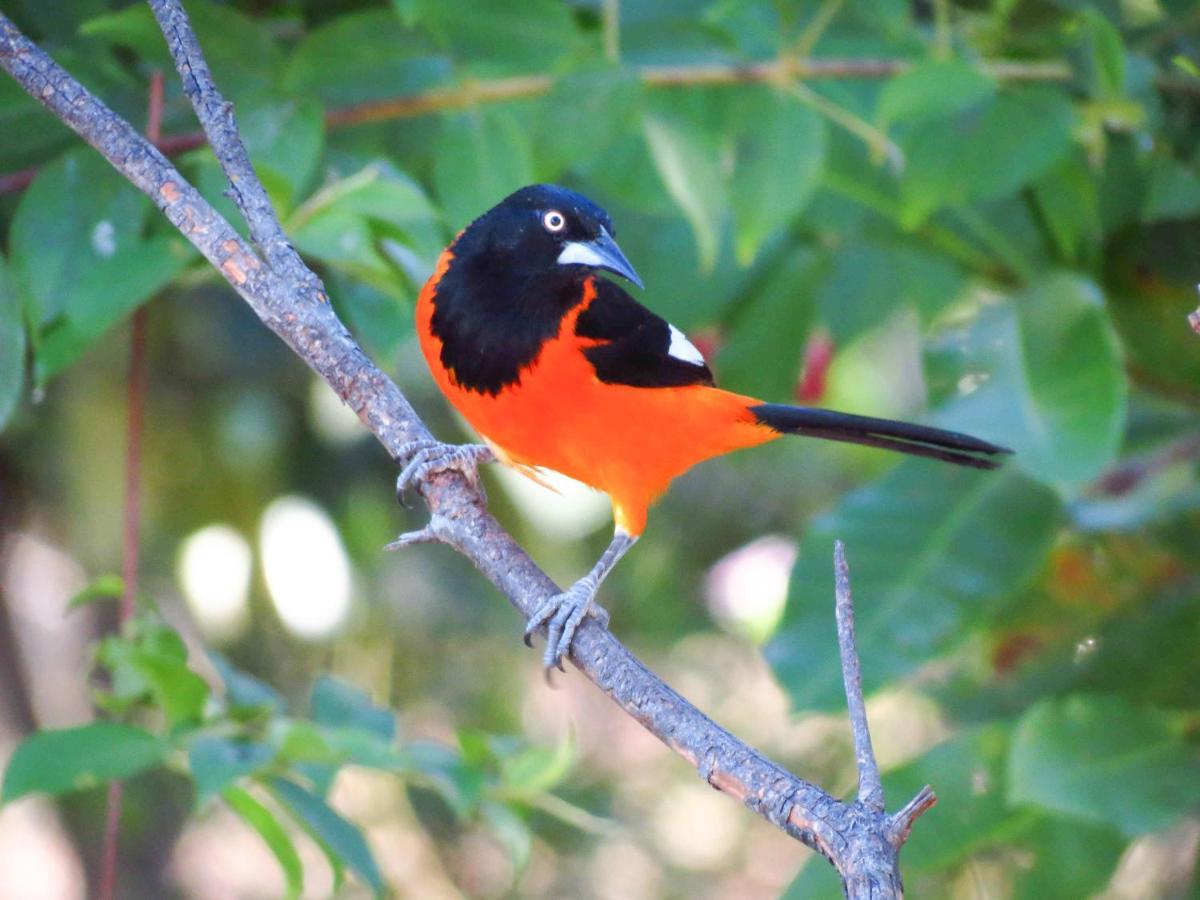 Southwild Pantanal Lodge Pixaim Eksteriør billede