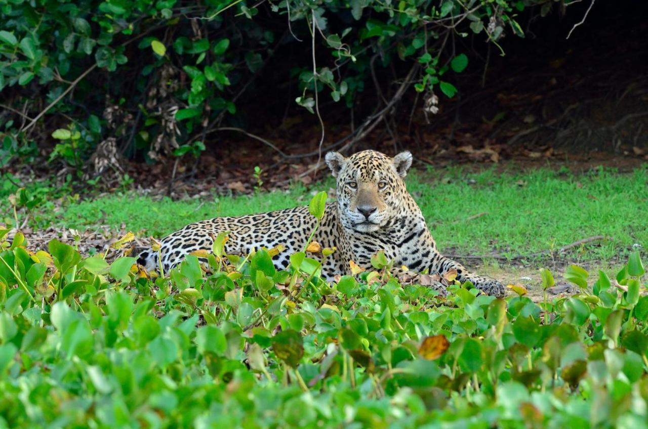 Southwild Pantanal Lodge Pixaim Eksteriør billede