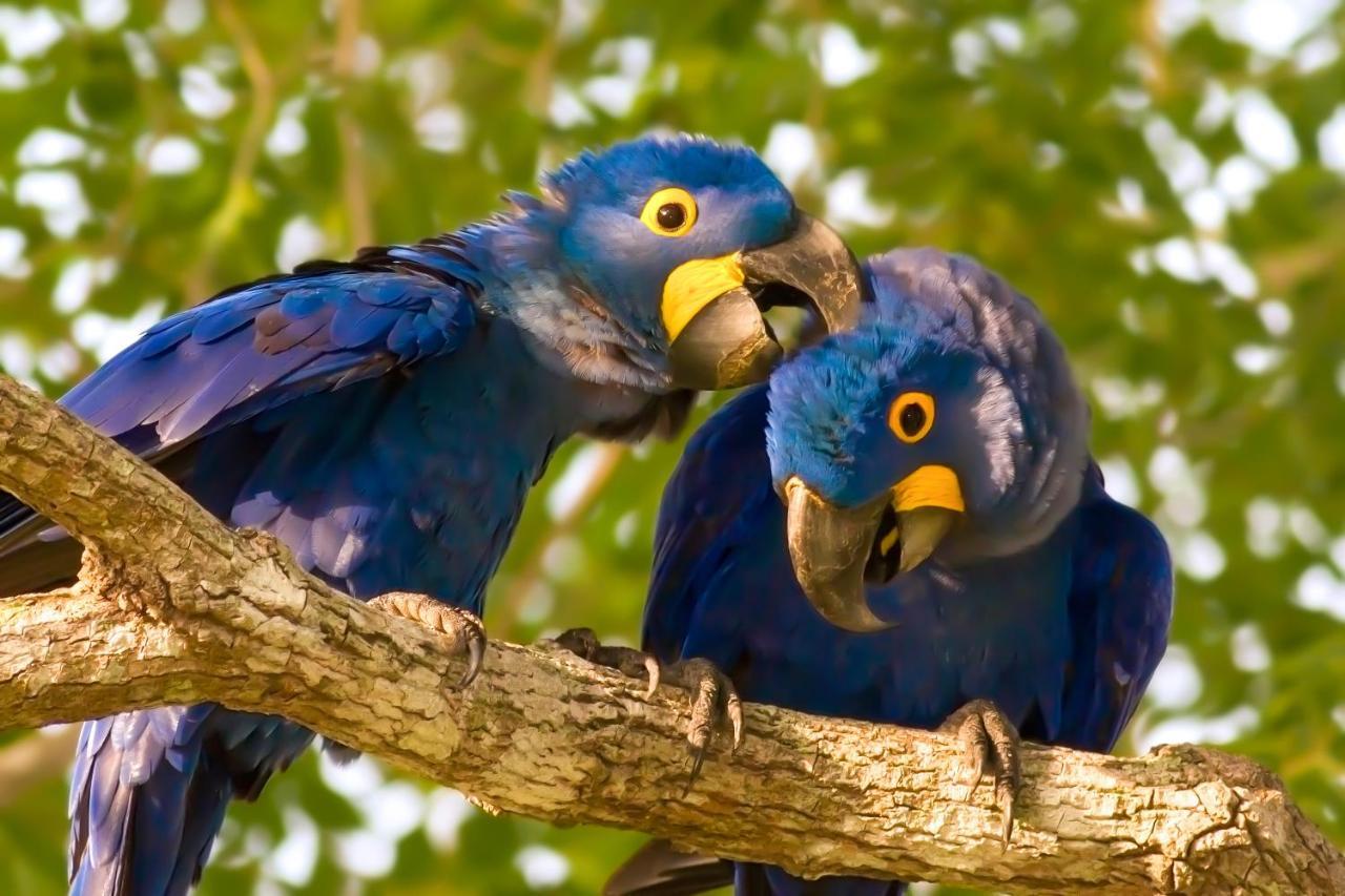Southwild Pantanal Lodge Pixaim Eksteriør billede