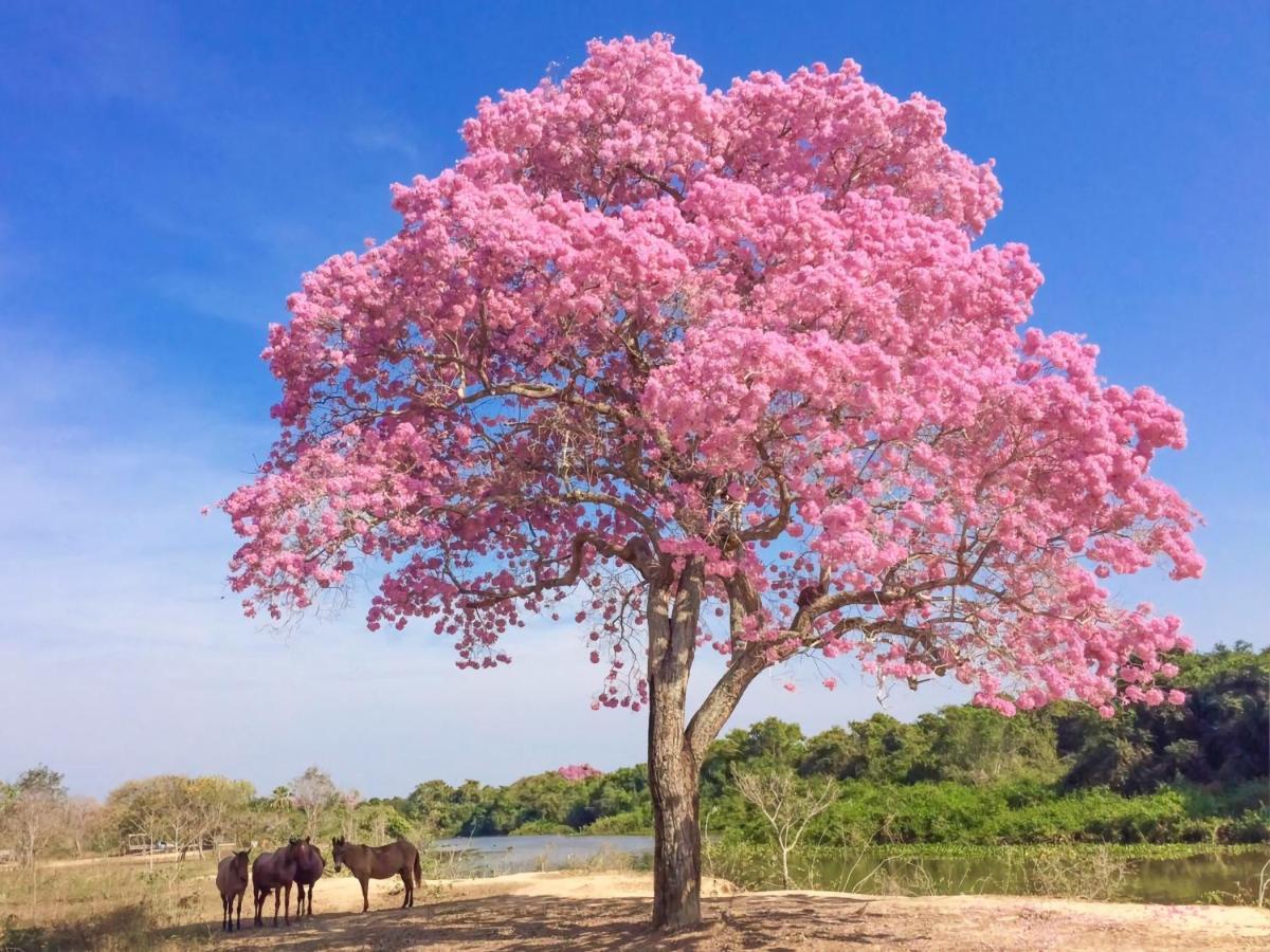 Southwild Pantanal Lodge Pixaim Eksteriør billede