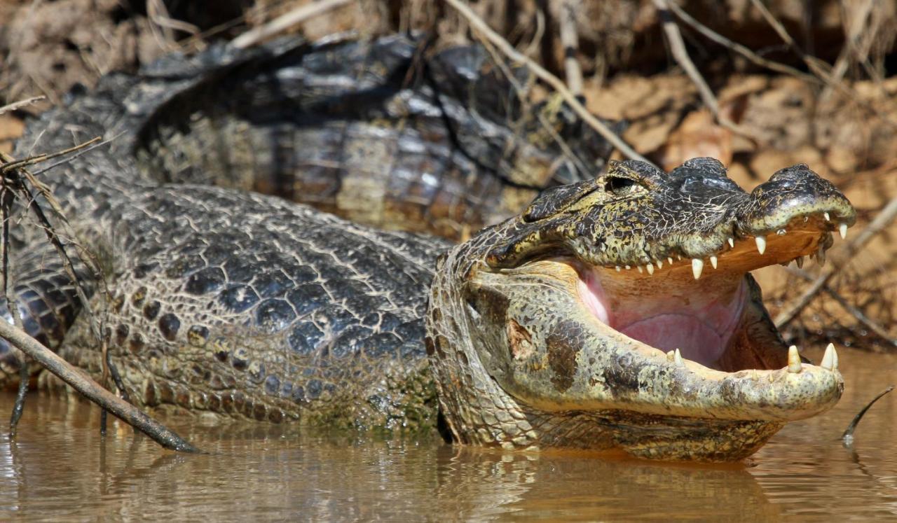 Southwild Pantanal Lodge Pixaim Eksteriør billede