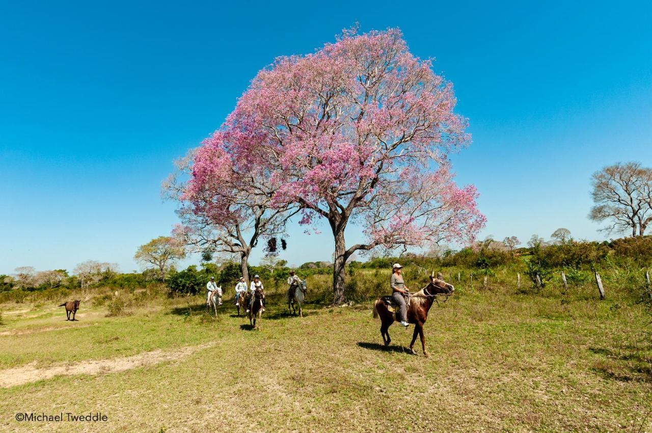 Southwild Pantanal Lodge Pixaim Eksteriør billede