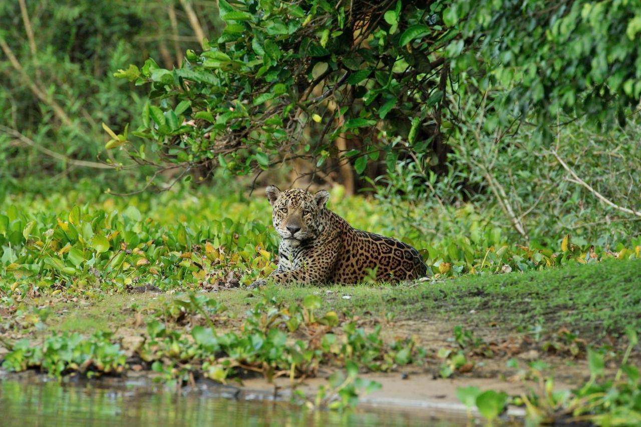 Southwild Pantanal Lodge Pixaim Eksteriør billede