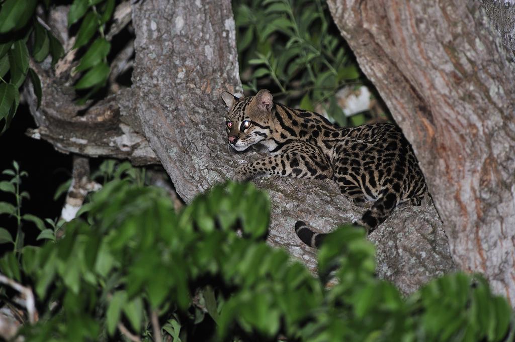 Southwild Pantanal Lodge Pixaim Eksteriør billede