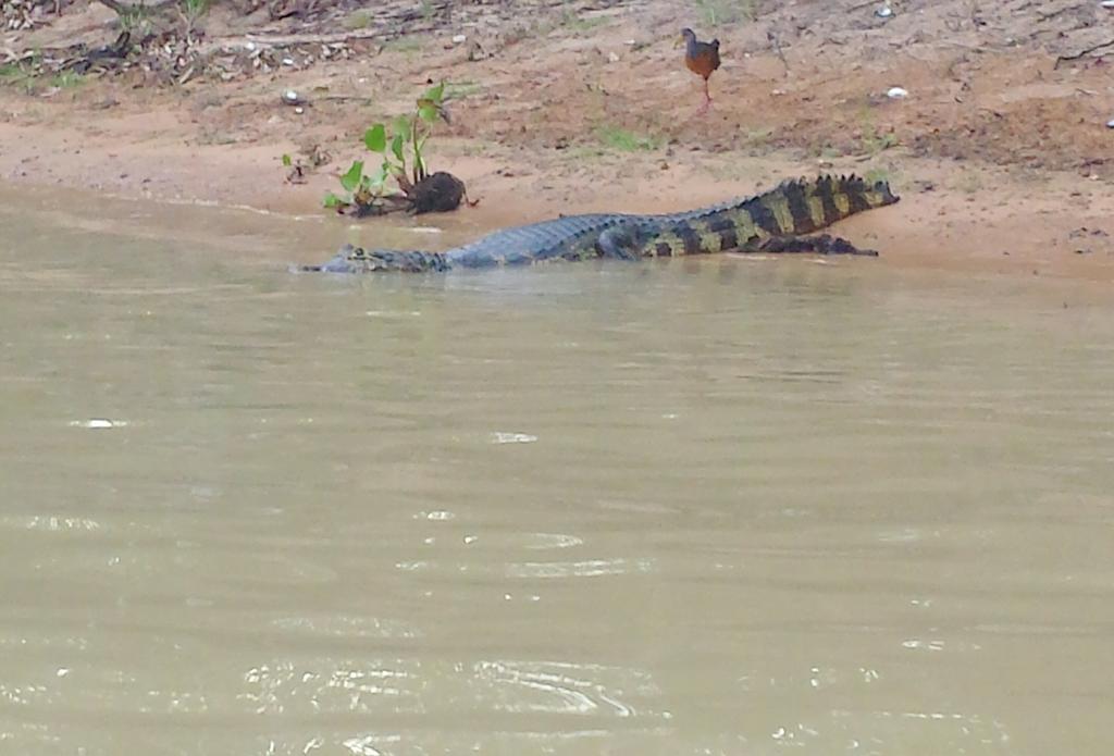 Southwild Pantanal Lodge Pixaim Eksteriør billede